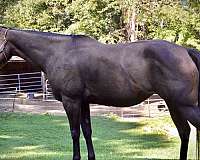 barrel-prospect-pony