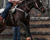 dark-bay-quarter-pony