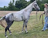 tennessee-walking-mare