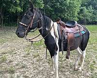trail-pony-tennessee-walking-pony