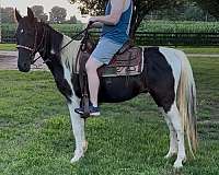 finished-pony-tennessee-walking-pony