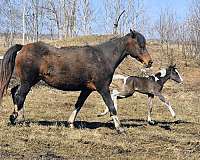 tobiano-missouri-fox-trotter-mare-broodmare