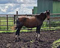 missouri-fox-trotter-mare