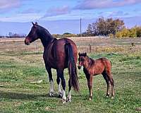 missouri-fox-trotter-horse-for-sale