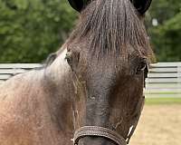 bay-roan-mare-for-sale