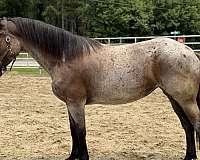 roan-percheron-mare