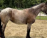 bay-roan-quarter-horse-mare