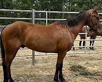 bay-morgan-gelding