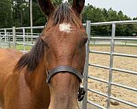 14-hand-morgan-gelding