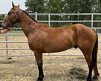 bay-gelding-for-sale