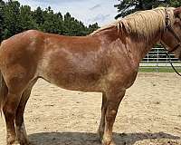 sorrel-mare-for-sale