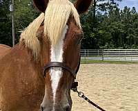 17-hand-belgian-mare