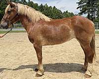 sorrel-belgian-mare