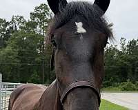 16-hand-percheron-mare