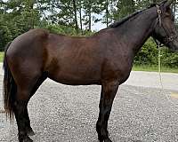 black-percheron-mare