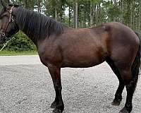 black-mare-for-sale