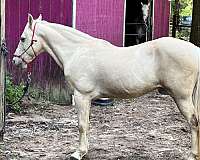all-around-missouri-fox-trotter-horse