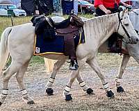 champagne-therapy-horse