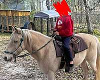 barrel-racing-missouri-fox-trotter-horse