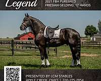 dillbert-funn-whirlwind-friesian-horse