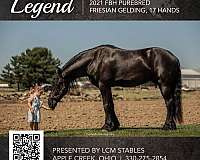 michelangelo-p-friesian-horse