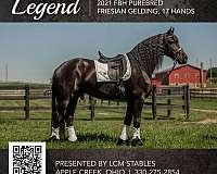 ohio-horses-gelding