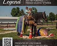 dillbert-funn-whirlwind-gelding