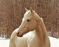 gold-champagne-stallion
