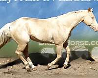 retired-stallion