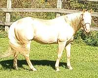 retirement-stallion