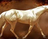 aqha-quarter-horse