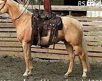 business-quarter-horse