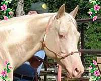 champagne-quarter-horse