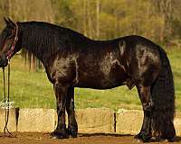 athletic-draft-horse