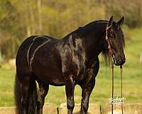 cross-draft-horse