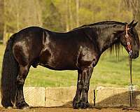 companion-draft-horse
