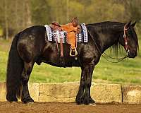 draft-horse