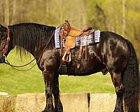 dressage-draft-horse