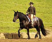 driving-draft-horse