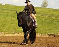finished-draft-horse