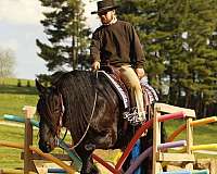 flashy-draft-horse