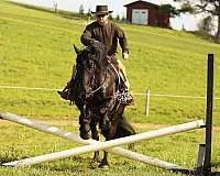 husband-safe-draft-horse