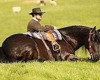 jumper-draft-horse