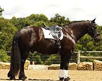 pleasure-driving-draft-horse