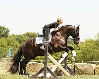 ridden-english-draft-horse