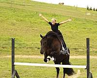sporthorse-draft-horse