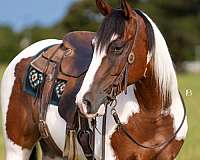 all-around-paint-horse
