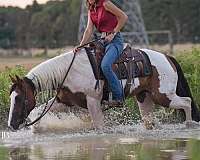 mounted-patrol-paint-horse