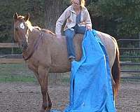 husband-safe-quarter-horse