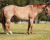 beginner-quarter-horse